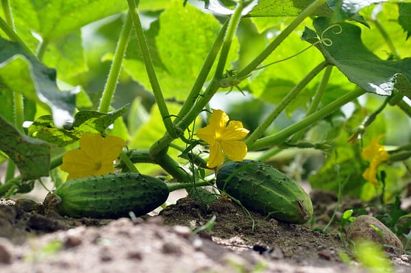 Health Benefits: Cucumber Water for a Healthier Lifestyle cucumbers, vegetable garden, cucumber plants-7322966.jpg